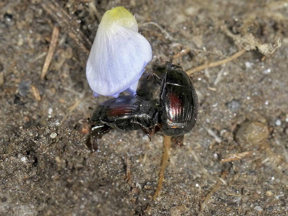 Margarinotus purpurascens in copula (Histeridae)